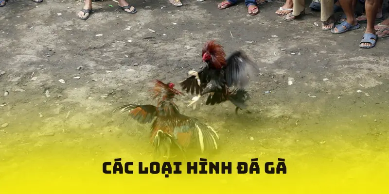 Các loại hình đá gà tại NOHU 90