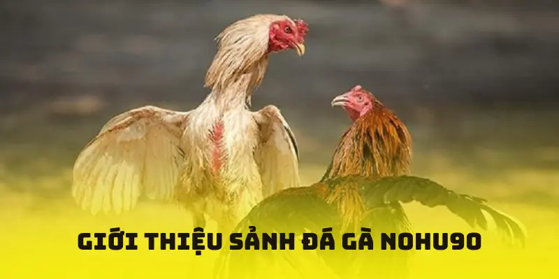Giới thiệu sảnh đá gà NOHU90