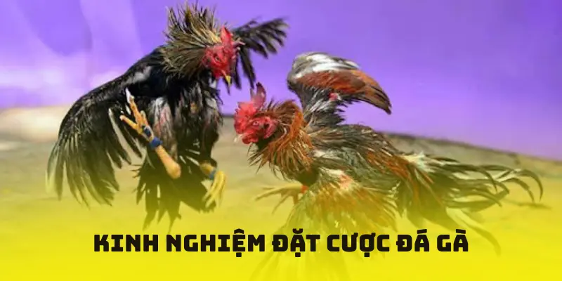 Kinh nghiệm đặt cược đá gà tại NOHU90